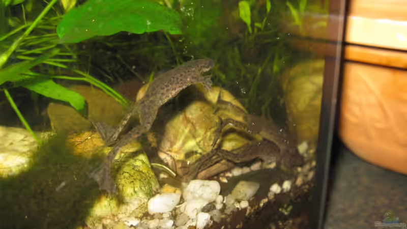 Besatz im Aquarium Zwergkrallenfrosch-Becken von Jenny (27)