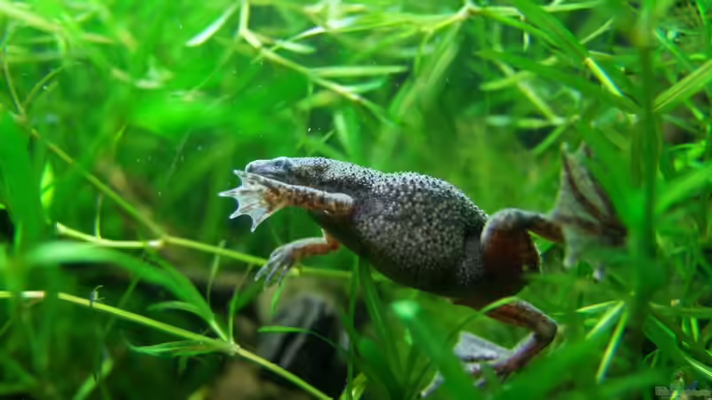 Besatz im Aquarium Zwergkrallenfroschpfütze von Denise83 (32)