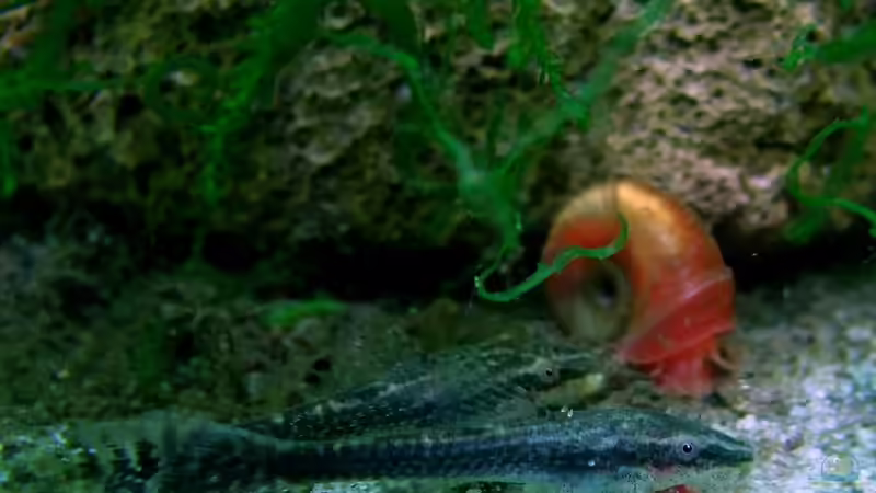 Besatz im Aquarium Zwergkrallenfroschpfütze von Denise83 (35)