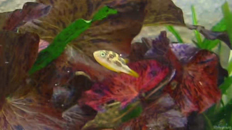 Besatz im Aquarium Zwergkugelfisch-Artbecken von Christina Studt (19)