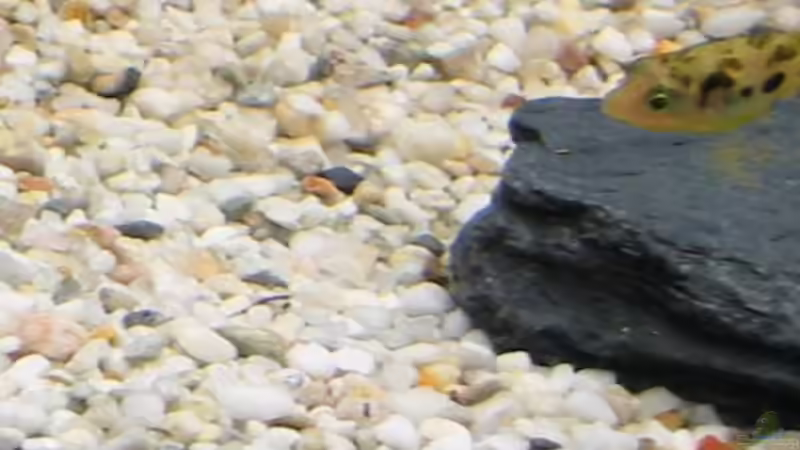 Besatz im Aquarium Zwergkugelfisch-Artbecken von Christina Studt (20)