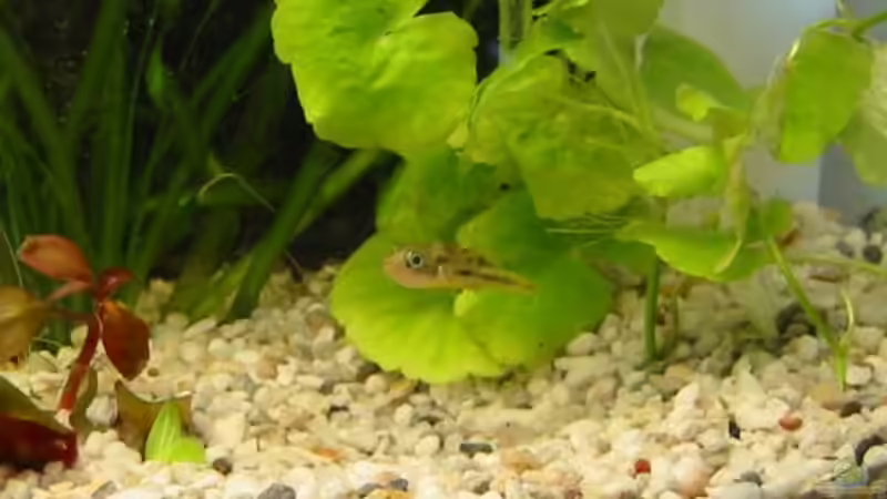 Besatz im Aquarium Zwergkugelfisch-Artbecken von Christina Studt (22)