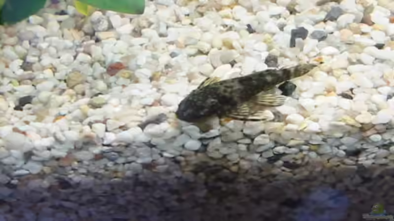 Besatz im Aquarium Zwergkugelfisch-Artbecken von Christina Studt (24)