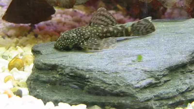 Besatz im Aquarium Zwergkugelfisch-Artbecken von Christina Studt (25)