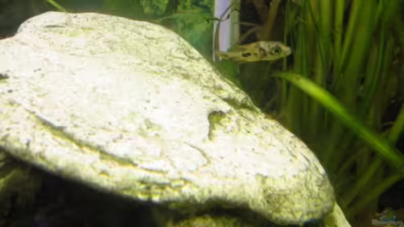 Besatz im Aquarium Zwergkugelfisch-Artbecken von Christina Studt (26)