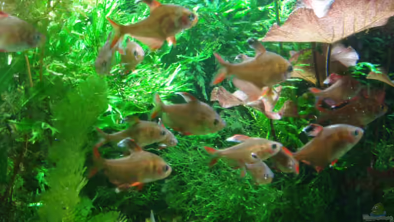 Besatz im Bild: Schmucksalmler & Rüsselbarbe von koba2 (29)