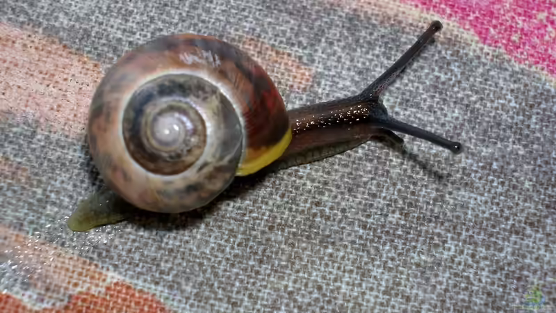 Besatz im Teich mein kleiner Gartenteich von odin 68 (11)