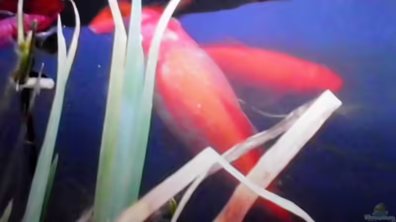 Besatz im Teich mein kleiner Gartenteich von odin 68 (9)