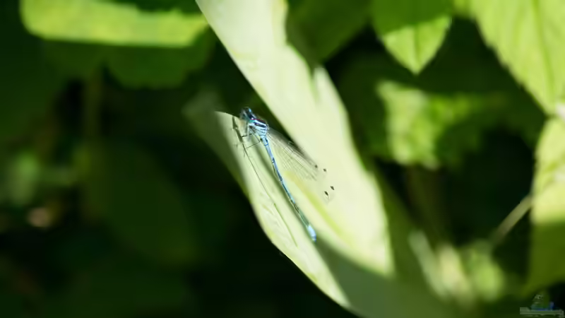 Besatz im Teich Naturnaher Gartenteich von Acki50 (38)