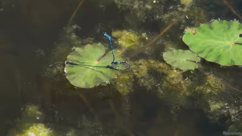 Besatz im Teich Naturnaher Gartenteich von Acki50 (40)