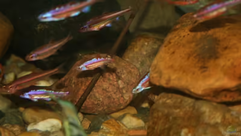 Besatz im Teich Projekt Guck in den Teich von mocheda (5)