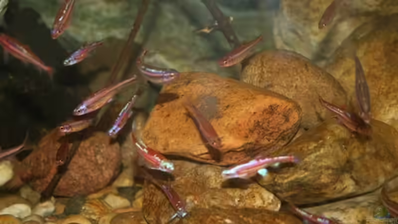 Besatz im Teich Projekt Guck in den Teich von mocheda (6)