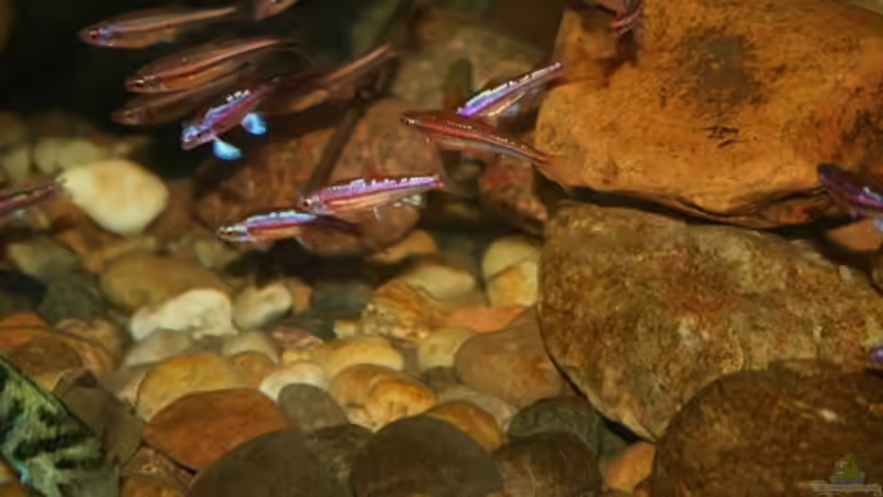 Besatz im Teich Projekt Guck in den Teich von mocheda (7)