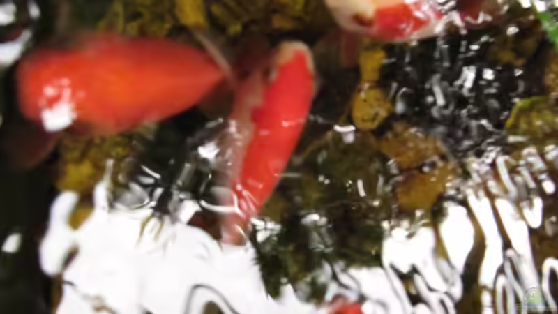 Besatz im Teich TEICH 30176 von Muschelherz (15)