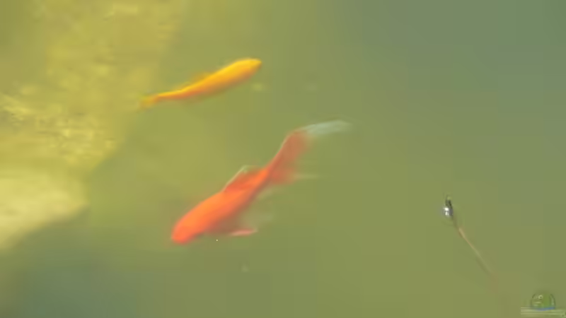 Besatz im Teich Teich von Sissifischlein (12)