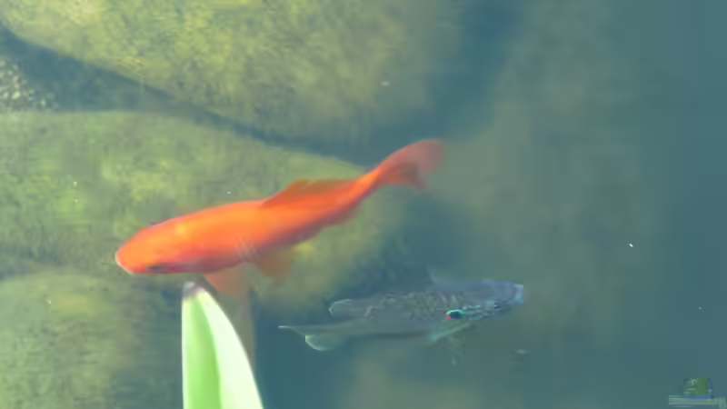 Besatz im Teich Teich von Sissifischlein (13)