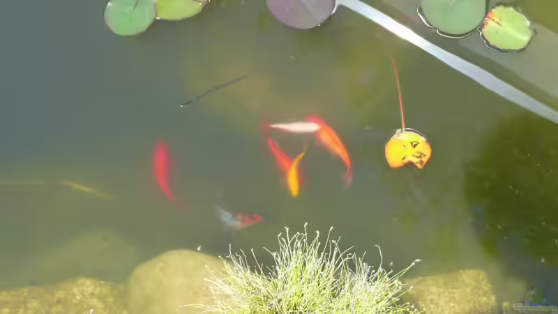 Besatz im Teich Teich von Sissifischlein (15)