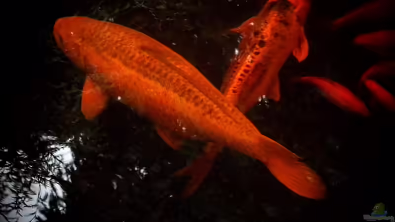 Besatz im Teich Teich von snooze (34)