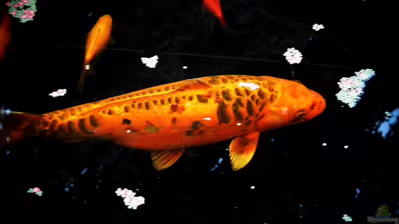 Besatz im Teich Teich von snooze (35)