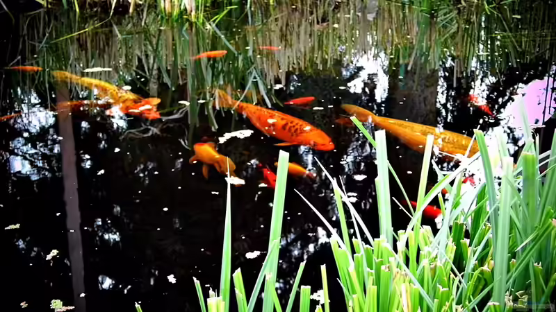 Besatz im Teich Teich von snooze (36)