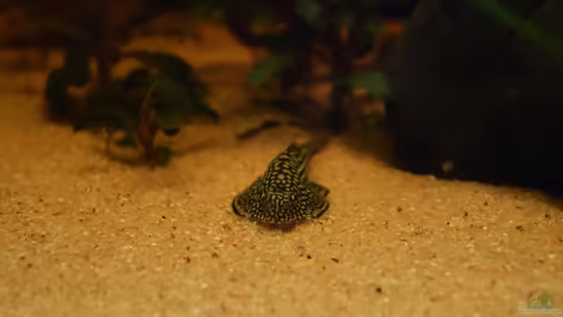 Besatz im Terrarium Rivarium von Junglist (5)