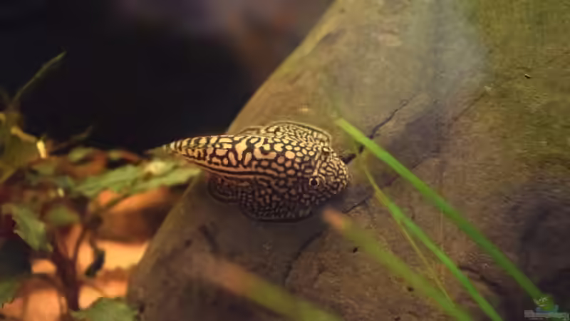 Besatz im Terrarium Rivarium von Junglist (8)