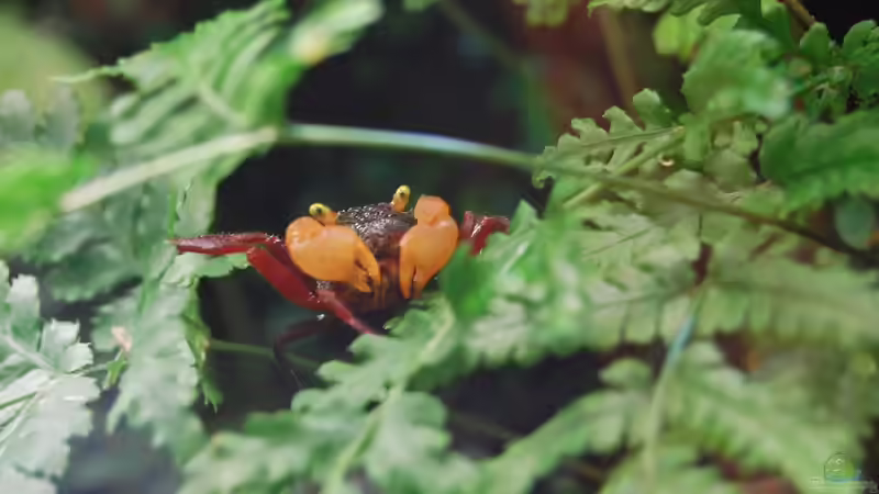 Besatz im Terrarium Urwäldchen....existiert so nicht, wurde umgebaut von Junglist (63)