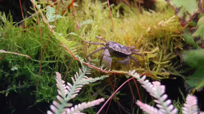 Besatz im Terrarium Urwäldchen....existiert so nicht, wurde umgebaut von Junglist (64)