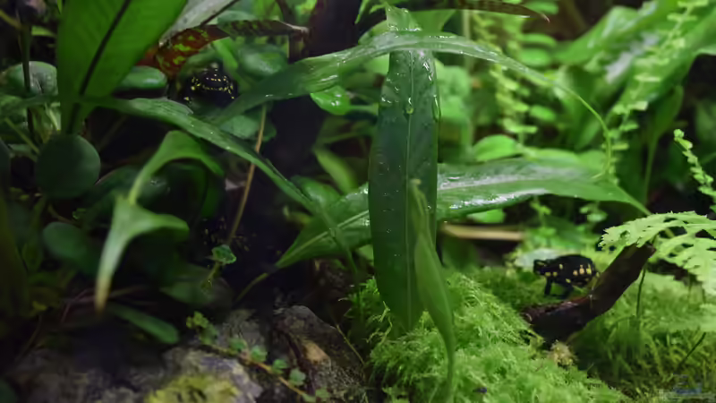 Besatz im Terrarium Yggdrasil von Junglist (66)