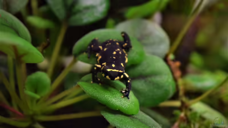 Besatz im Terrarium Yggdrasil von Junglist (67)