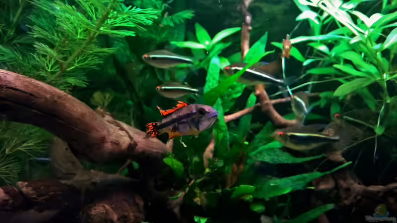 Besatz in ~Kakadus river~ von Martin L. (15)