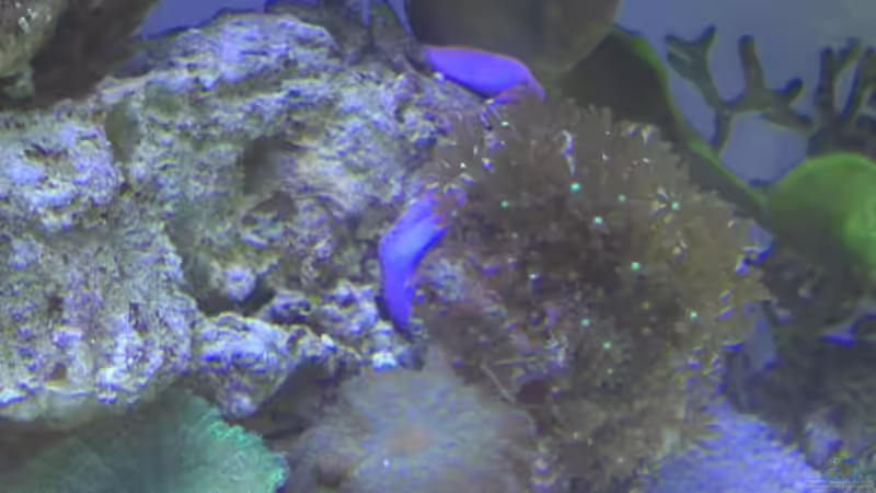 Besatz rechte Seite von Kulleraugen-Fan (8)