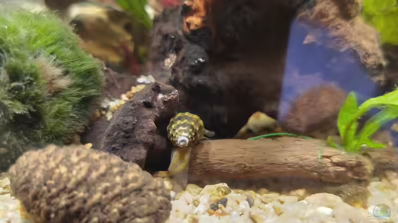 Besatz Schnecken von HOTU (15)