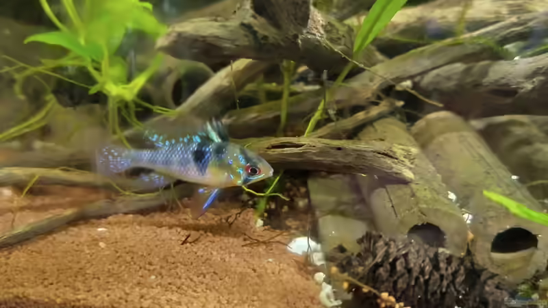 Besatz SMB von HOTU (63)