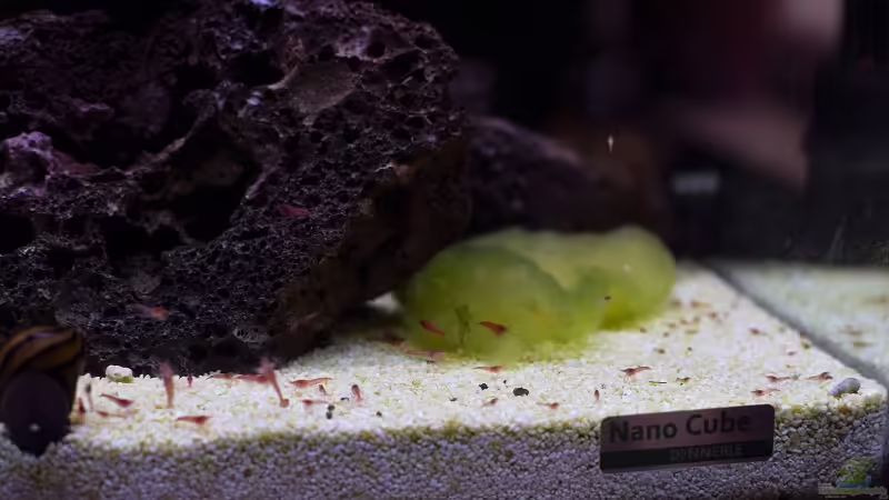 Besatz von Acki50 (21)