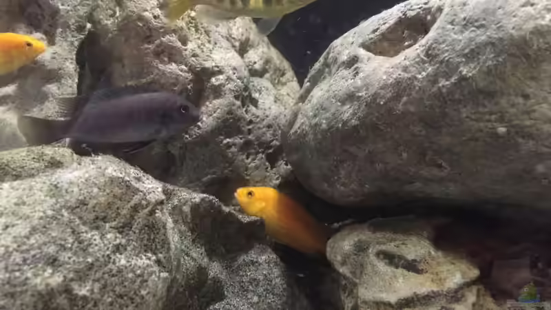 Besatz von Dresdn3r (22)