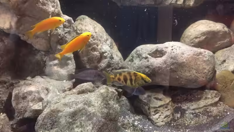 Besatz von Dresdn3r (23)