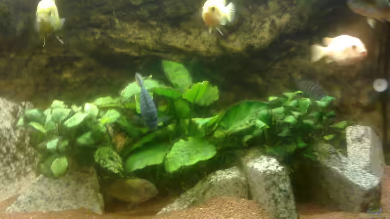 Besatz von Fischer vom Bodensee (3)