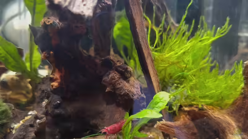 Besatz von HOTU (11)