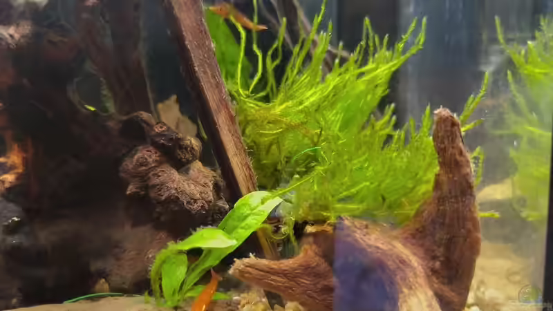 Besatz von HOTU (13)