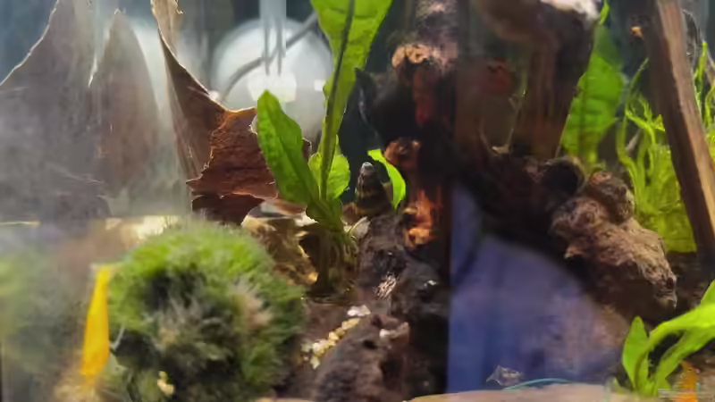 Besatz von HOTU (14)