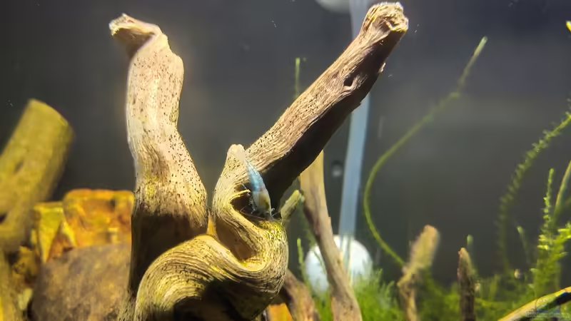 Besatz von HOTU (22)