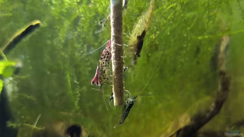 Besatz von HOTU (24)