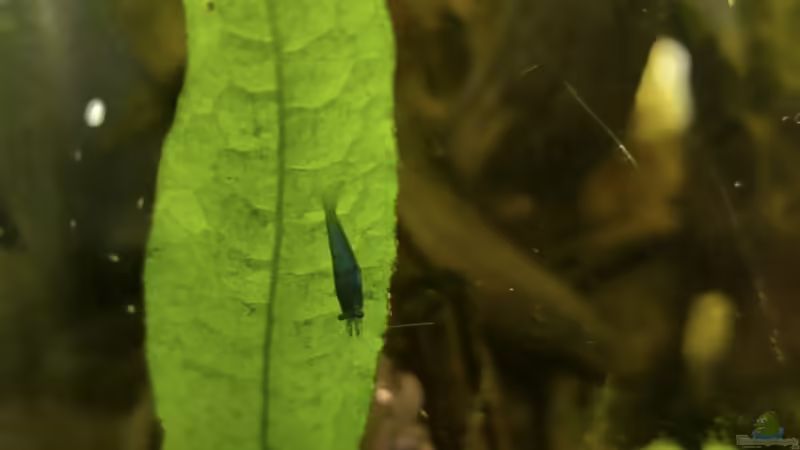 Besatz von HOTU (26)