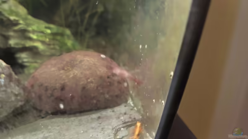 Besatz von HOTU (27)