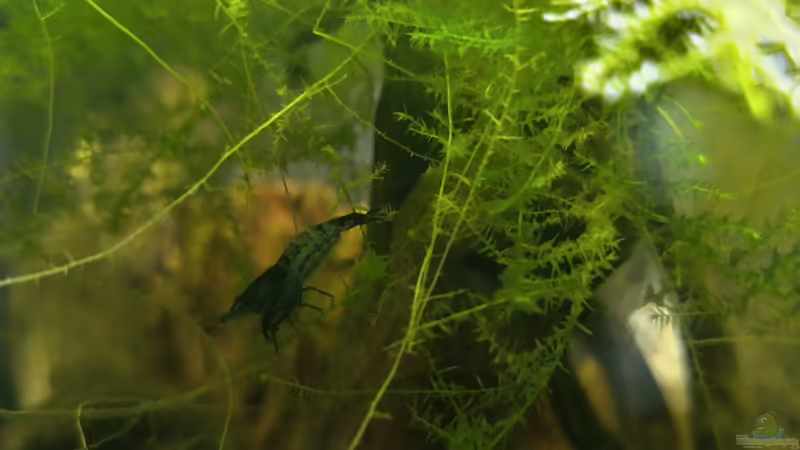 Besatz von HOTU (29)