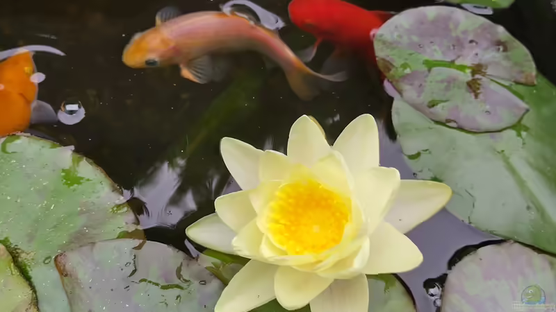 Besatz von HOTU (31)