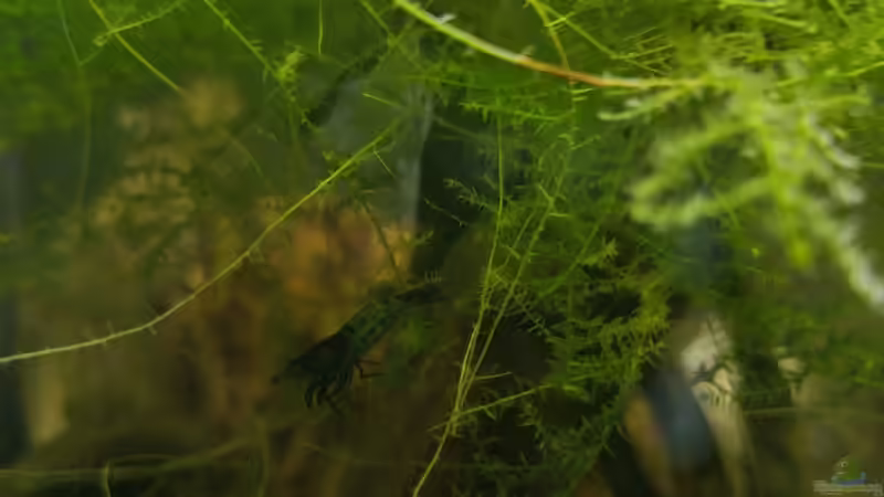 Besatz von HOTU (31)