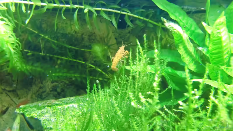 Besatz von HOTU (56)