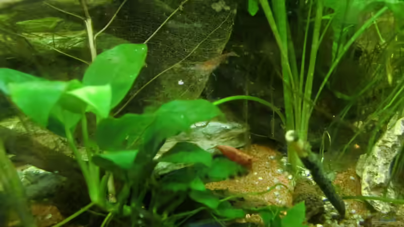 Besatz von HOTU (57)